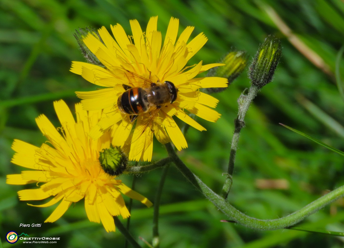 32 Apis florea.JPG